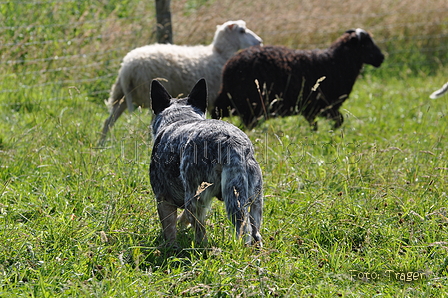 Australian Cattle Dog / Bild 7 von 24 / 19.07.2014 16:38 / DSC_5243.JPG