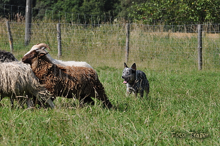 Australian Cattle Dog / Bild 6 von 24 / 19.07.2014 16:51 / DSC_5274.JPG