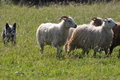 Australian Cattle Dog / Bild 5 von 24 / 19.07.2014 16:52 / DSC_5294.JPG