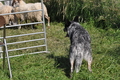 Australian Cattle Dog / Bild 4 von 24 / 19.07.2014 16:56 / DSC_5344.JPG