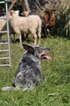 Australian Cattle Dog / Bild 3 von 24 / 19.07.2014 16:57 / DSC_5351.JPG