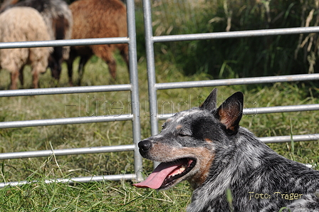 Australian Cattle Dog / Bild 2 von 24 / 19.07.2014 16:58 / DSC_5358.JPG