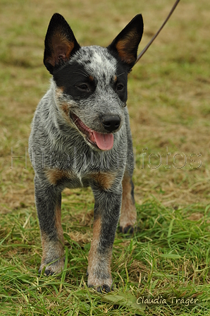 Australian Cattle Dog / Bild 1 von 24 / 26.08.2017 12:12 / DSC_0853.JPG