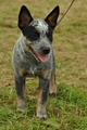 Australian Cattle Dog / Bild 1 von 24 / 26.08.2017 12:12 / DSC_0853.JPG