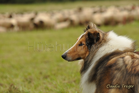 Collie / Bild 2 von 2 / 09.09.2017 11:46 / DSC_0477.JPG