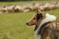 Collie / Bild 2 von 2 / 09.09.2017 11:46 / DSC_0477.JPG