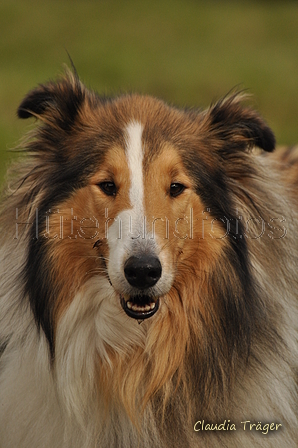 Collie / Bild 1 von 2 / 09.09.2017 16:47 / DSC_2969.JPG