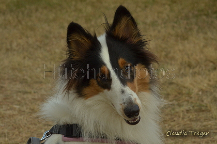 Collie / Bild 1 von 4 / 24.08.2025 11:49 / DSC_0703.JPG