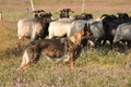 Deutscher Schäferhund / Bild 41 von 41 / 22.08.2015 09:48 / DSC_2774.JPG