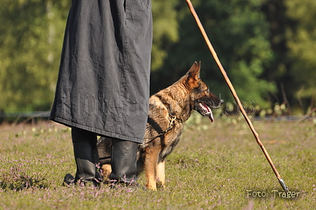 Deutscher Schäferhund / Bild 40 von 41 / 22.08.2015 09:56 / DSC_2857.JPG