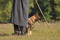 Deutscher Schäferhund / Bild 40 von 41 / 22.08.2015 09:56 / DSC_2857.JPG