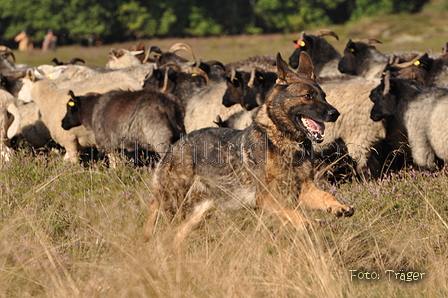 Deutscher Schäferhund / Bild 38 von 41 / 22.08.2015 10:02 / DSC_2893.JPG