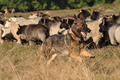 Deutscher Schäferhund / Bild 38 von 41 / 22.08.2015 10:02 / DSC_2893.JPG