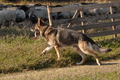 Deutscher Schäferhund / Bild 37 von 41 / 22.08.2015 10:05 / DSC_2934.JPG