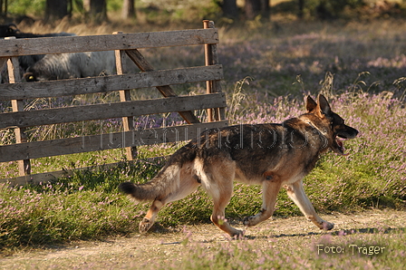 Deutscher Schäferhund / Bild 36 von 41 / 22.08.2015 10:05 / DSC_2942.JPG