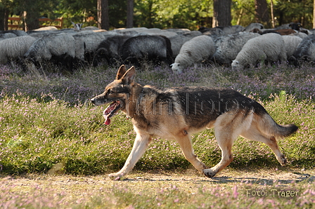 Deutscher Schäferhund / Bild 35 von 41 / 22.08.2015 10:05 / DSC_2964.JPG