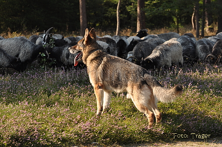 Deutscher Schäferhund / Bild 34 von 41 / 22.08.2015 10:06 / DSC_2994.JPG