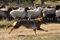 Deutscher Schäferhund / Bild 32 von 41 / 22.08.2015 10:16 / DSC_3081.JPG