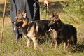 Deutscher Schäferhund / Bild 31 von 41 / 22.08.2015 10:29 / DSC_3147.JPG