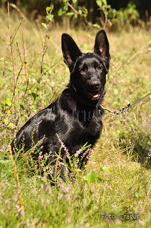 Deutscher Schäferhund / Bild 29 von 41 / 22.08.2015 13:07 / DSC_3998.JPG