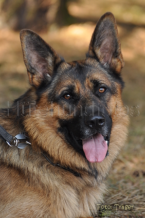 Deutscher Schäferhund / Bild 28 von 41 / 22.08.2015 14:08 / DSC_4135.JPG