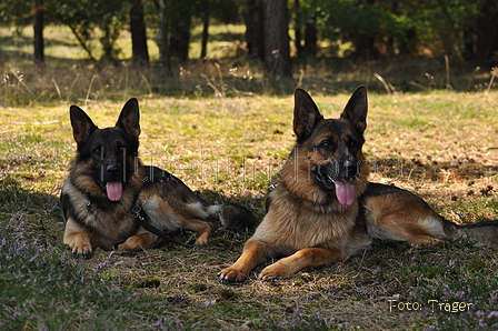 Deutscher Schäferhund / Bild 27 von 41 / 22.08.2015 14:10 / DSC_4139.JPG