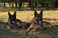 Deutscher Schäferhund / Bild 27 von 41 / 22.08.2015 14:10 / DSC_4139.JPG