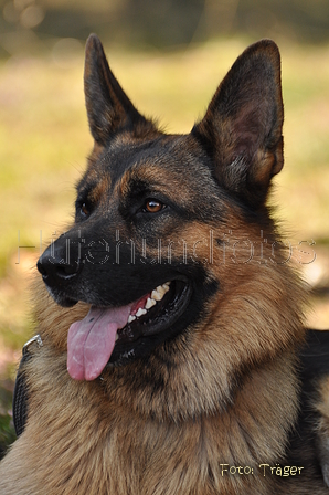 Deutscher Schäferhund / Bild 25 von 41 / 22.08.2015 14:10 / DSC_4144.JPG