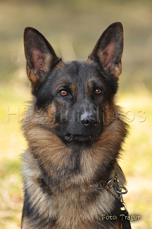 Deutscher Schäferhund / Bild 24 von 41 / 22.08.2015 14:13 / DSC_4169.JPG