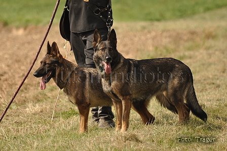 Deutscher Schäferhund / Bild 22 von 41 / 12.09.2015 14:53 / DSC_7660.JPG