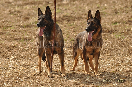 Deutscher Schäferhund / Bild 21 von 41 / 12.09.2015 14:54 / DSC_7684.JPG