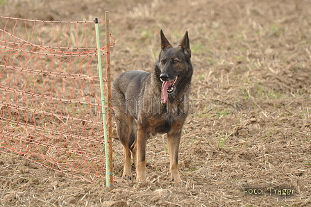 Deutscher Schäferhund / Bild 20 von 41 / 12.09.2015 14:57 / DSC_7706.JPG