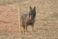 Deutscher Schäferhund / Bild 20 von 41 / 12.09.2015 14:57 / DSC_7706.JPG