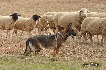 Deutscher Schäferhund / Bild 19 von 41 / 12.09.2015 14:59 / DSC_7723.JPG