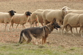 Deutscher Schäferhund / Bild 19 von 41 / 12.09.2015 14:59 / DSC_7723.JPG