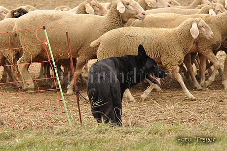 Deutscher Schäferhund / Bild 18 von 41 / 13.09.2015 13:13 / DSC_0938.JPG