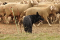 Deutscher Schäferhund / Bild 18 von 41 / 13.09.2015 13:13 / DSC_0938.JPG