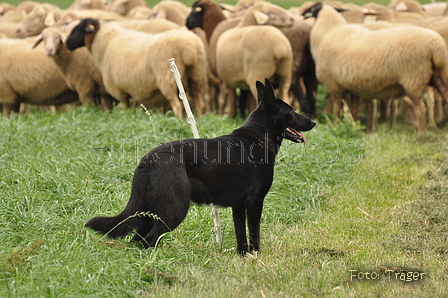 Deutscher Schäferhund / Bild 17 von 41 / 13.09.2015 13:14 / DSC_0952.JPG