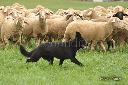 Deutscher Schäferhund / Bild 16 von 41 / 13.09.2015 13:21 / DSC_1032.JPG