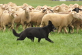 Deutscher Schäferhund / Bild 16 von 41 / 13.09.2015 13:21 / DSC_1032.JPG