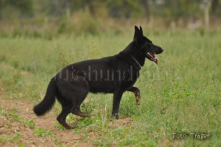 Deutscher Schäferhund / Bild 14 von 41 / 13.09.2015 13:29 / DSC_1130.JPG