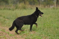 Deutscher Schäferhund / Bild 14 von 41 / 13.09.2015 13:29 / DSC_1130.JPG