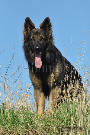 Deutscher Schäferhund / Bild 12 von 41 / 24.03.2019 15:32 / DSC_5422.JPG