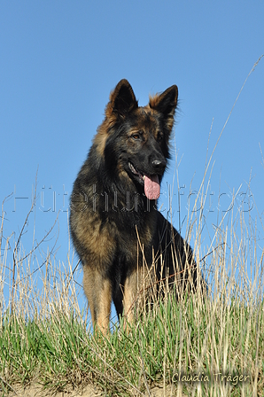 Deutscher Schäferhund / Bild 10 von 41 / 24.03.2019 15:33 / DSC_5466.JPG