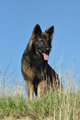 Deutscher Schäferhund / Bild 10 von 41 / 24.03.2019 15:33 / DSC_5466.JPG