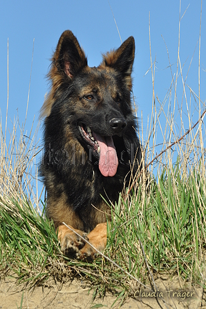 Deutscher Schäferhund / Bild 9 von 41 / 24.03.2019 15:34 / DSC_5468.JPG