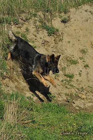 Deutscher Schäferhund / Bild 8 von 41 / 24.03.2019 15:35 / DSC_5492.JPG