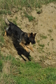 Deutscher Schäferhund / Bild 8 von 41 / 24.03.2019 15:35 / DSC_5492.JPG