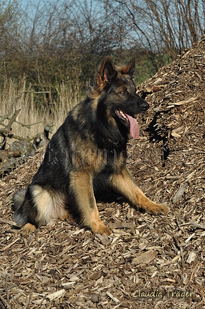 Deutscher Schäferhund / Bild 7 von 41 / 24.03.2019 15:43 / DSC_5565.JPG