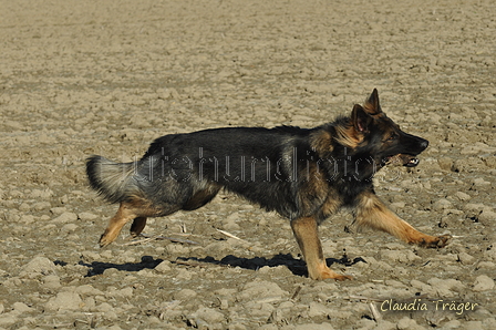 Deutscher Schäferhund / Bild 5 von 41 / 24.03.2019 15:53 / DSC_5654.JPG